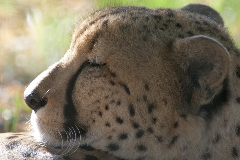 Cjp_2011_08_02_170854 (1).jpg